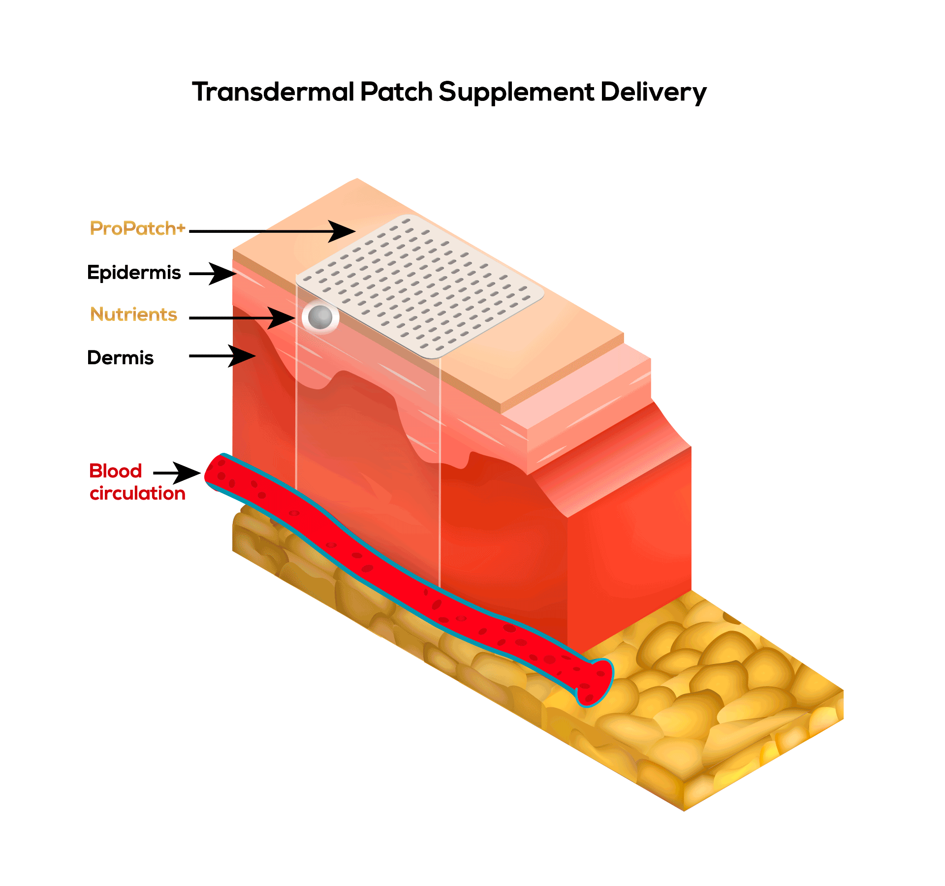 Transdermal Patch Supplement Delivery